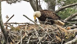 The average incubation period for an eagle egg is 35 days, so the american eagle foundation (www.eagles.org) hopes for the hatching process to after laying their eggs in november, the eagles have also faced numerous attacks in their nest by a local wild barred owl while incubating and. Gestation Period For Bald Eagle Eggs Christening Outfits Baby Boy