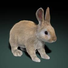 3d Model Rabbit Cream Fur Animation Animation Rabbit Animals