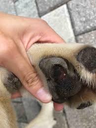 The raw area must be allowed to dry at certain times, although not always. My Dog Cut His Paw Pad Open It S Not Bleeding But It S Red And Raw Is There Any At Home Care I Can Do I Don T Think It Requires Petcoach