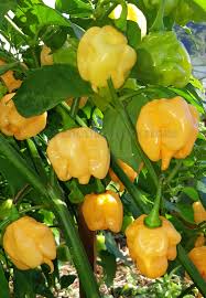 One of the hottest peppers in the world, trinidad scorpion can reach over 2 million scoville units! Hot Chilli Peppers Trinidad Scorpion Peach Hot Chili Pepper