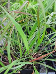 Image result for Alloteropsis semialata