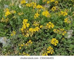 Image result for Vigna comosa