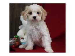 Maybe you would like to learn more about one of these? Cavachon Puppies Petland Mason Oh