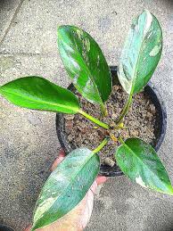 Rare Variegated Philodendron Green Congo Houseplants Home Furniture Gardening On Carousell