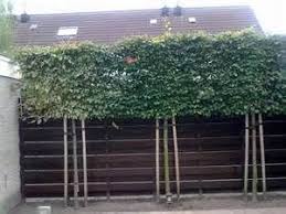 Spalierbaum Yahoo Suche Bildsuchergebnisse Gartengestaltung Sommergarten Garten Und Outdoor