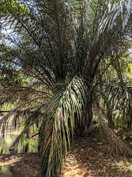 Image result for Bersama swynnertonii