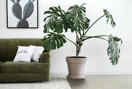 You can buy them in 4, 6, 8, 10, 12, and 14″ grow pots. What S The Difference Between Monstera And Split Leaf Philodendron Better Homes Gardens