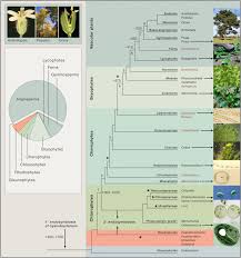 The mineral nutrients are obtained, along with water, from the root system.atmospheric carbon dioxide is used in the process of photosynthesis to provide. Field Guide To Plant Model Systems Cell