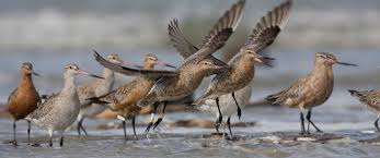 Some birds also live in hollow trees. How Birds Fly Science Learning Hub