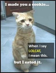 Image result for lolcats