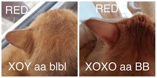 Maybe you would like to learn more about one of these? Rot Schwarz Vererbung Katzengenetik Vererbung Der Fellfarben Und Fellmuster Bei Katzen