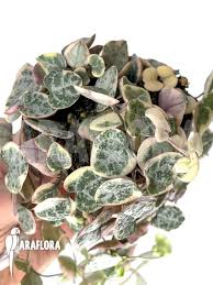 Image result for Ceropegia breviflora