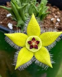 Image result for Orbea rogersii