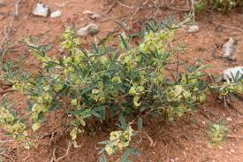 Image result for Ptycholobium contortum