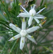 Image result for Asparagus suaveolens