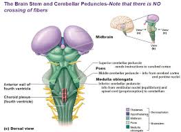The brain stem is one of the most basic regions of the human brain, yet it is one of the most vital several nuclei in the pons work with the medullary rhythmicity center to control breathing, while other. Brain Stem Cerebellar Peduncle Mid Brain Pons Medulla Oblongata Dorsal View Brain Anatomy And Function Brain Stem Brain System