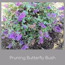 Pruning Buddleia Butterfly Bush Butterfly Bush Butterfly Bush Care Pruning Butterfly Bush