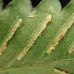 Image result for Asplenium macrophlebium