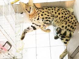 Find pets for sale in malaysia on mudah.my, malaysia's largest marketplace. Millionaire Aliff Syukri S Home Raided After Keeping Pet Savannah Cat In Toilet Video Malaysia Malay Mail