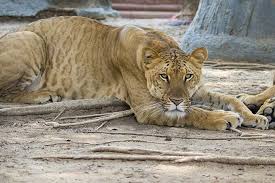 The liger is distinct from the similar hybrid called the tigon, and is the largest of all known extant felines.12 they enjoy swimming, which. Ligers And Tigons