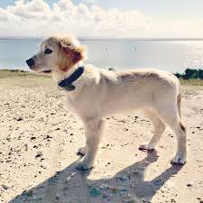 Spangoldretriver Spangold Retriever Or Golden Retriever X Springer Spaniel Retriever Springer Spaniel Retriever Mix