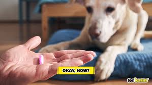 What To Do If Your Dog Is Stung By A Bee - Pethelpful