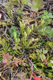 Image result for Huperzia afromontana