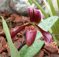 Maybe you would like to learn more about one of these? Flora Of India State Flowers Of India