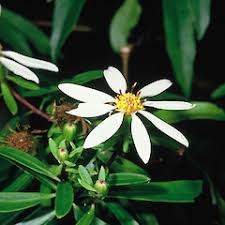 Image result for Vigna kirkii