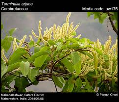 Image result for Combretaceae