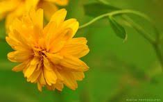 Pin On Flowers