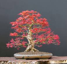 Japanese maple bonsai tree, acer palmatum, isolated on white. Japanese Red Maple Bonsai Species Guide