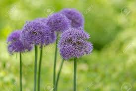 Image result for Alliaceae