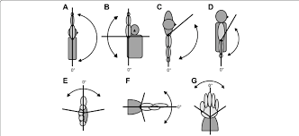 Shoulder flexion and extension range of motion. Single Joint Movements A Shoulder Flexion B Shoulder Abduction C Download Scientific Diagram