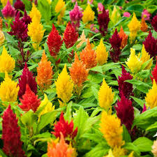 Celosia Lilliput Kewpie Mix Seeds The Seed Collection