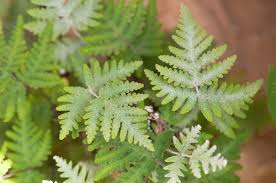 Image result for Aleuritopteris welwitschii