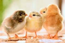 We did not find results for: Ayam Pukul Mematikan Ko Karakteristik Sisik Kelebihan Melatih