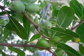 Image result for Terminalia mollis