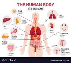 Internal female organs diagram female anatomy diagram internal. Picture Of Picture Of Internal Organs