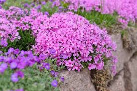 Phlox drummondii (annual phlox) blooms from midsummer into fall when deadheaded regularly. Phlox Subulata Creeping Phlox