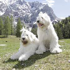 Maybe you would like to learn more about one of these? Sudrussischer Owtscharka Wisdom Panel German