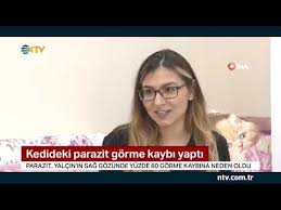 Kedi Ve Kopeklerde Asi Sonrasi Halsizlik Ates Istahsizlik Yemek Yememe Sislik Titreme Alerji Ishal Youtube