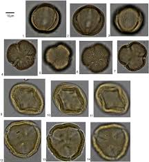 Image result for Celosia stuhlmanniana