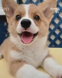 Maybe you would like to learn more about one of these? 380 Welsh Corgis Ideas In 2021 Corgi Corgi Dog Welsh Corgi