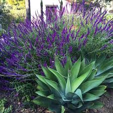 Salvia And Agave Backyard Garden Landscape Backyard Garden Patio Garden Design