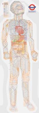 Your arteries and veins have a big job to do. Human Body Map Tufts Medical Center
