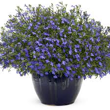 Image result for lobelia