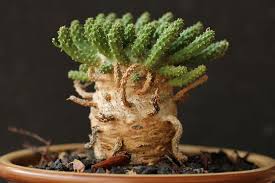 Image result for Monadenium fanshawei