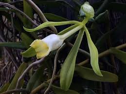 Image result for Vanilla polylepis
