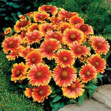 While our winters may be mild, there is nothing mild about the heat that bears down on us over the summer months. Blanket Flower Flowers Perennials Flower Seeds Drought Tolerant Perennials
